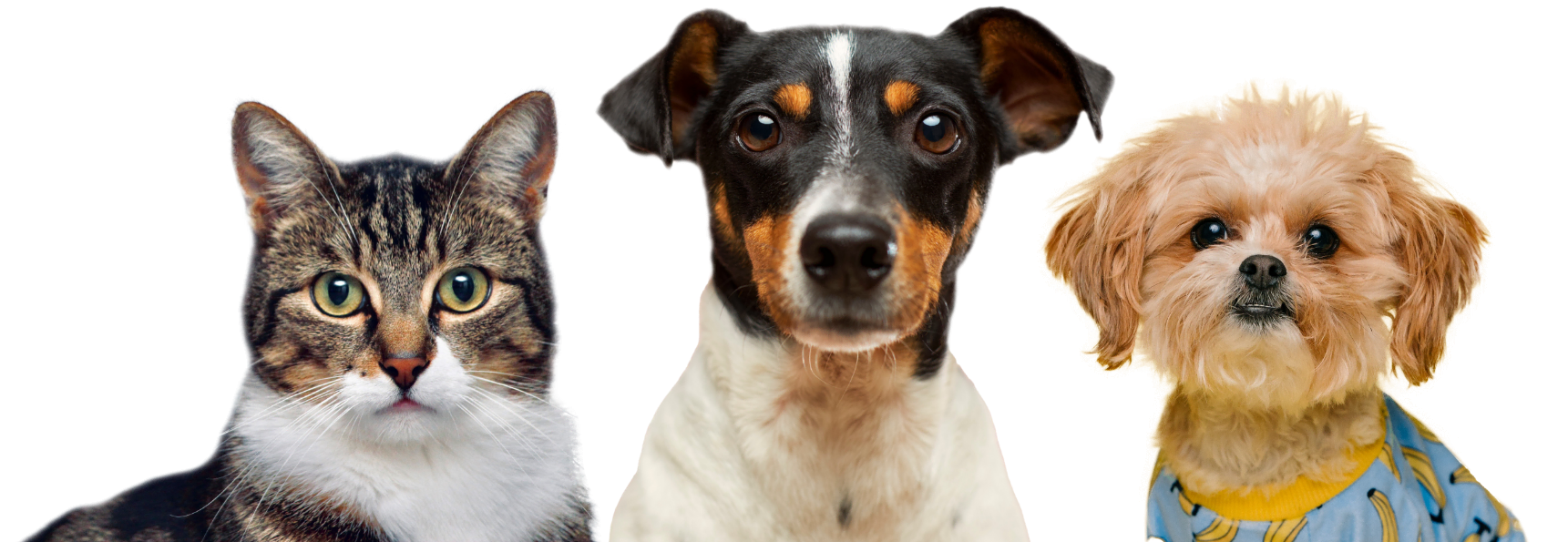 Tienda Petiverso para perros y gatos