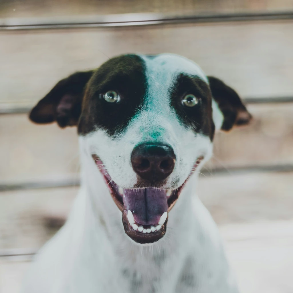 adopta un perro en mexico
