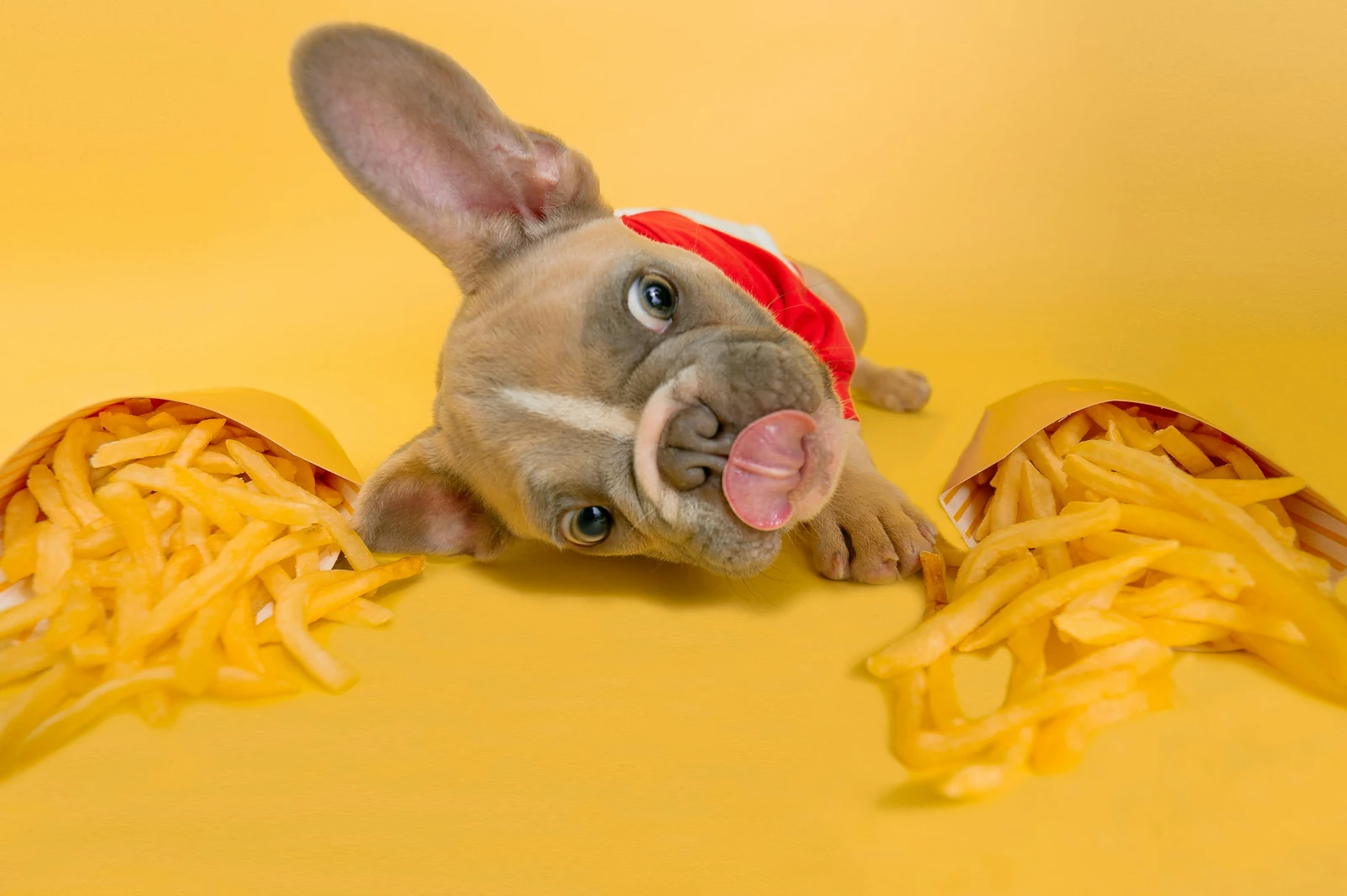 Recetas snacks caseras perros y gatos