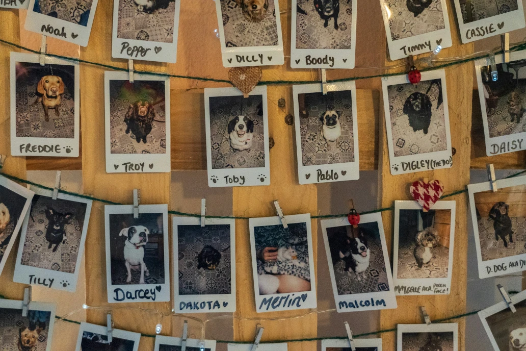 Nombres para perros y gatos