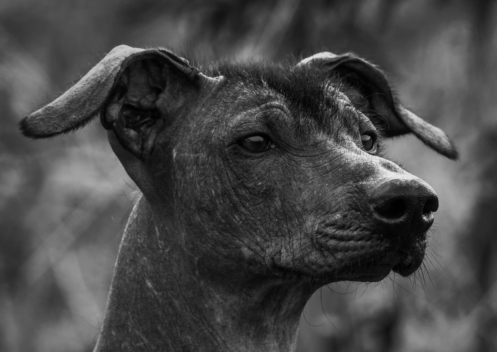 Perro Xoloitzcuintle guía completa acerca de sus orígenes, cuidados, alimentación, y longevidad.