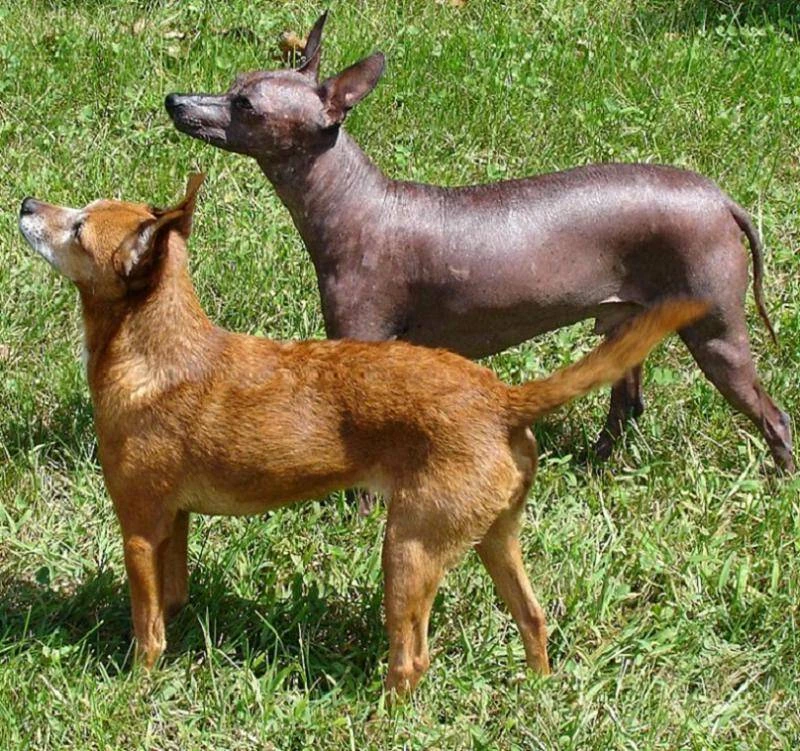 Xoloitzcuintle con pelo y sin pelo