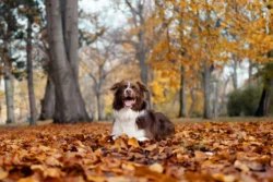 Perro disfrutando alimentos naturales durante el cambio de estación de verano a otoño en México