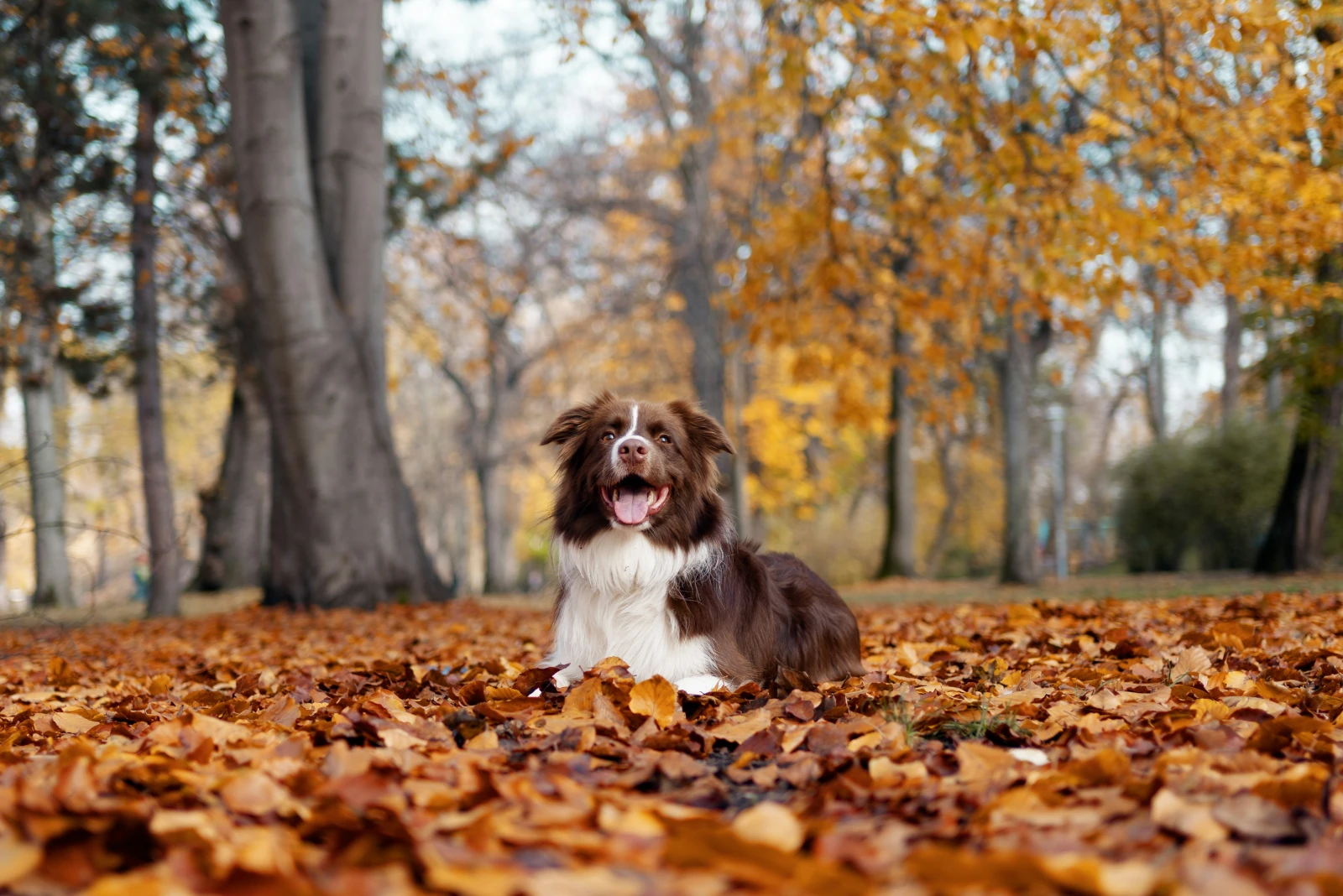 Perro disfrutando alimentos naturales durante el cambio de estación de verano a otoño en México