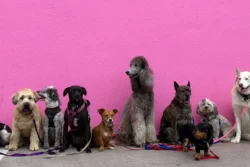 Tienda de alimento para perros y gatos