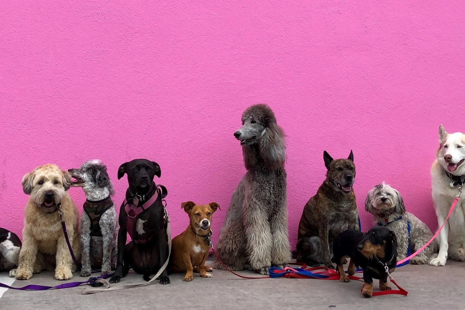 Tienda de alimento para perros y gatos