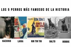Collage de los 5 perros más famosos de la historia. De izquierda a derecha: la estatua de Hachiko en Japón, la perrita Laika en el espacio, un póster de la película de Rin Tin Tin, la estatua de Balto en Nueva York y la estatua de Bobbie.