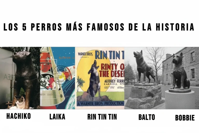Collage de los 5 perros más famosos de la historia. De izquierda a derecha: la estatua de Hachiko en Japón, la perrita Laika en el espacio, un póster de la película de Rin Tin Tin, la estatua de Balto en Nueva York y la estatua de Bobbie.
