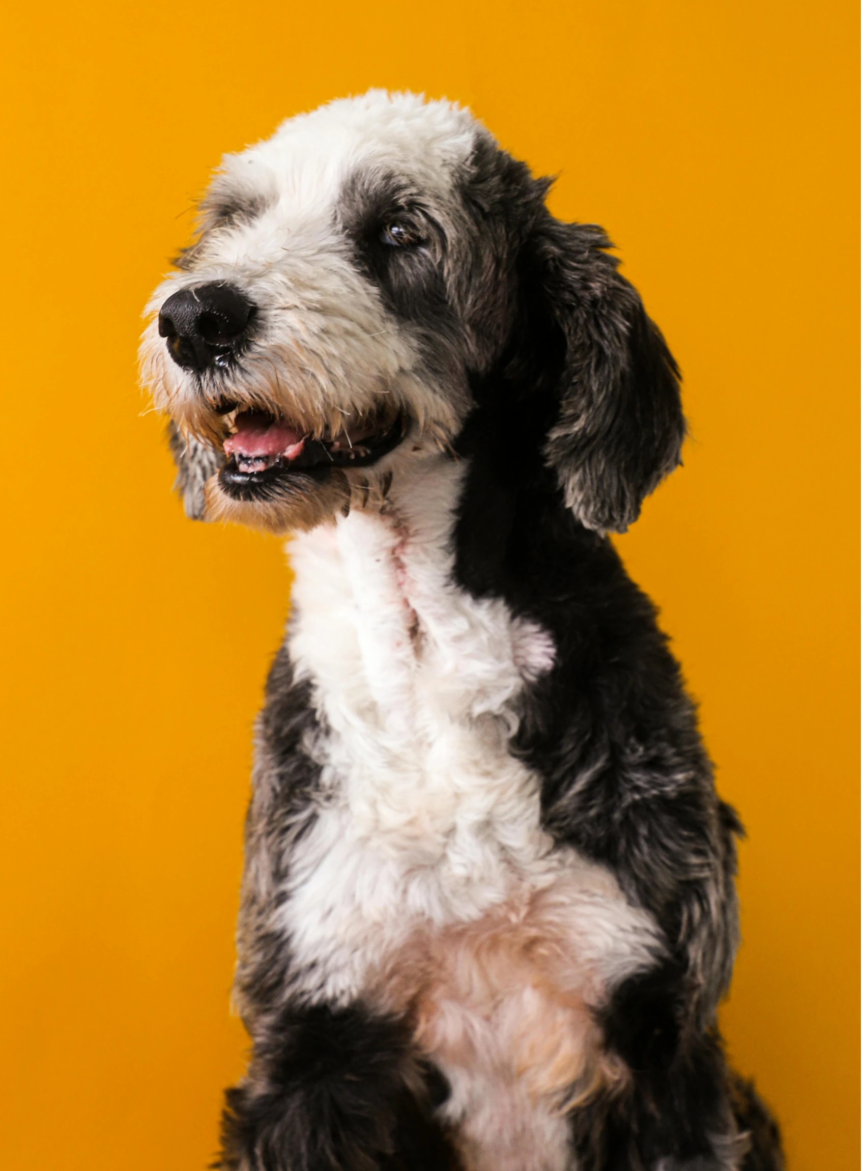 Tienda Petiverso.com.mx para perros y gatos