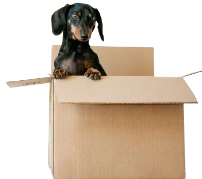 Tienda Petiverso para perros y gatos