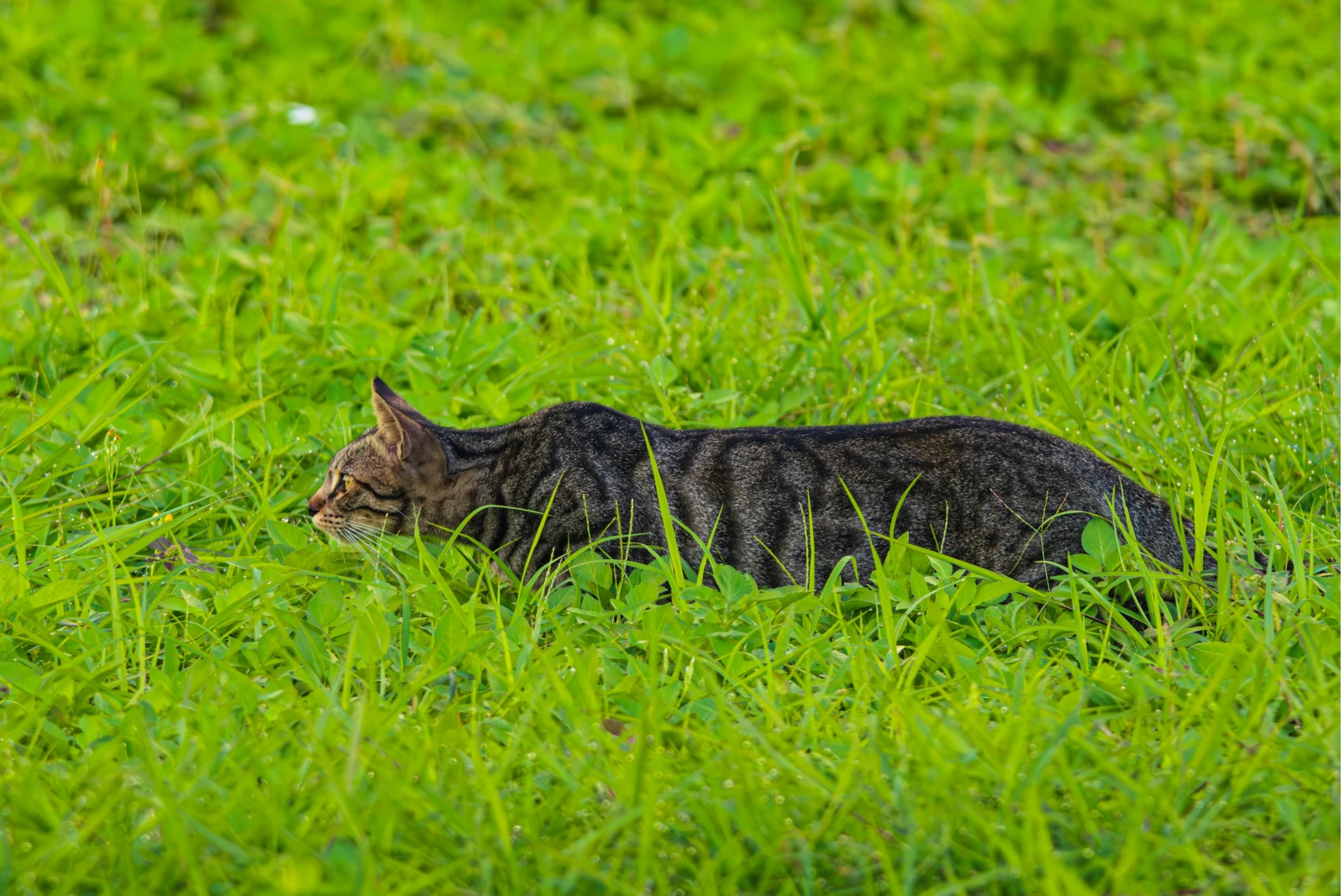 29 de octubre, día internacional del gato. Gato cazando