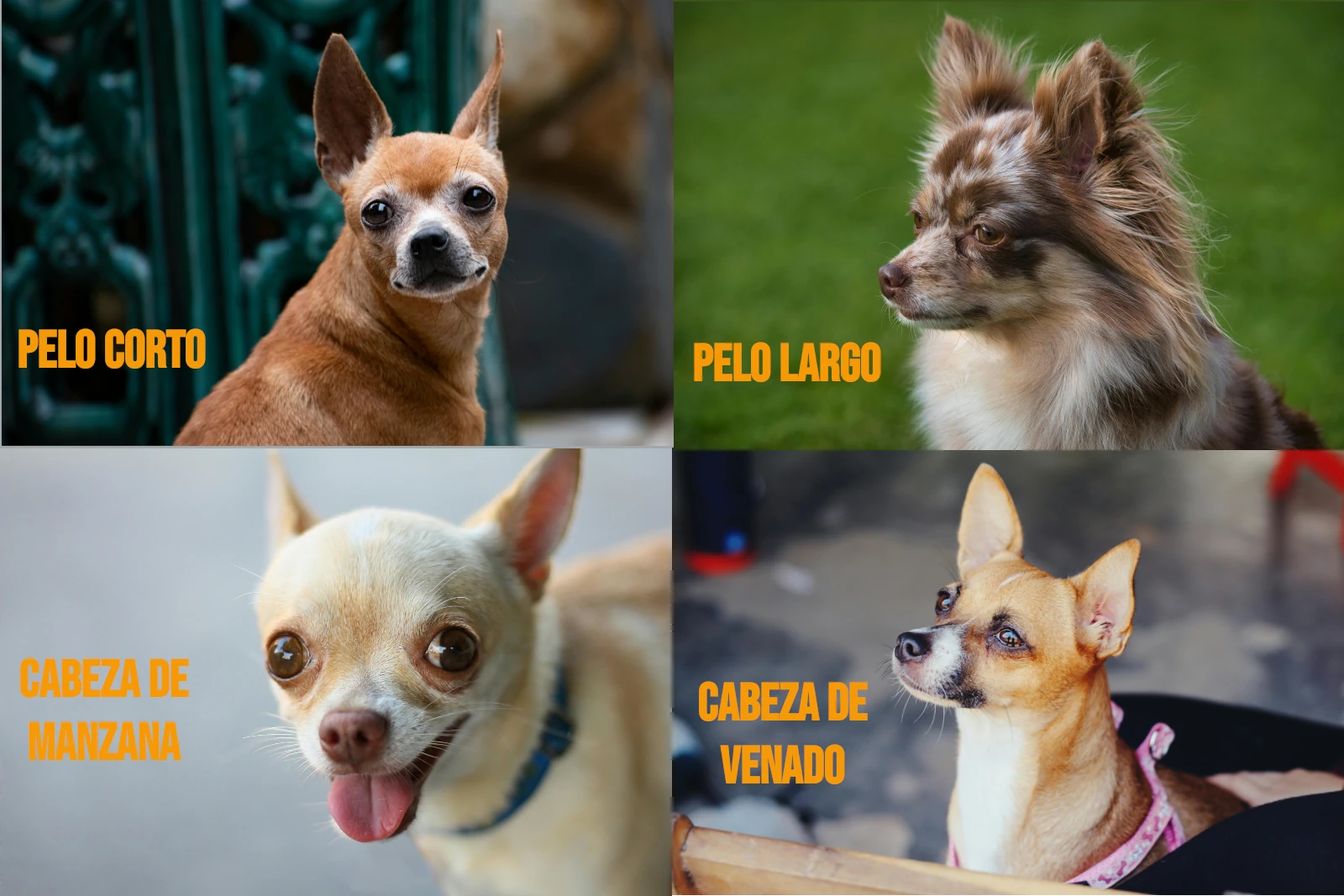 Tipos de perros chihuahua