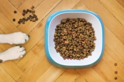 Alimento Natural para perros
