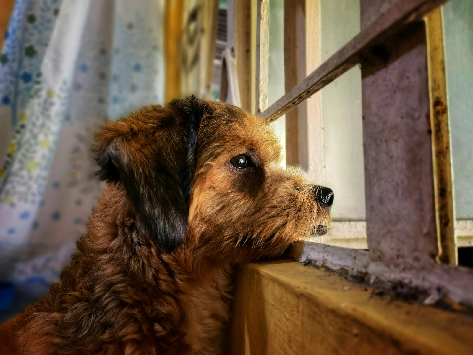 Ansiedad por Separación en perros 