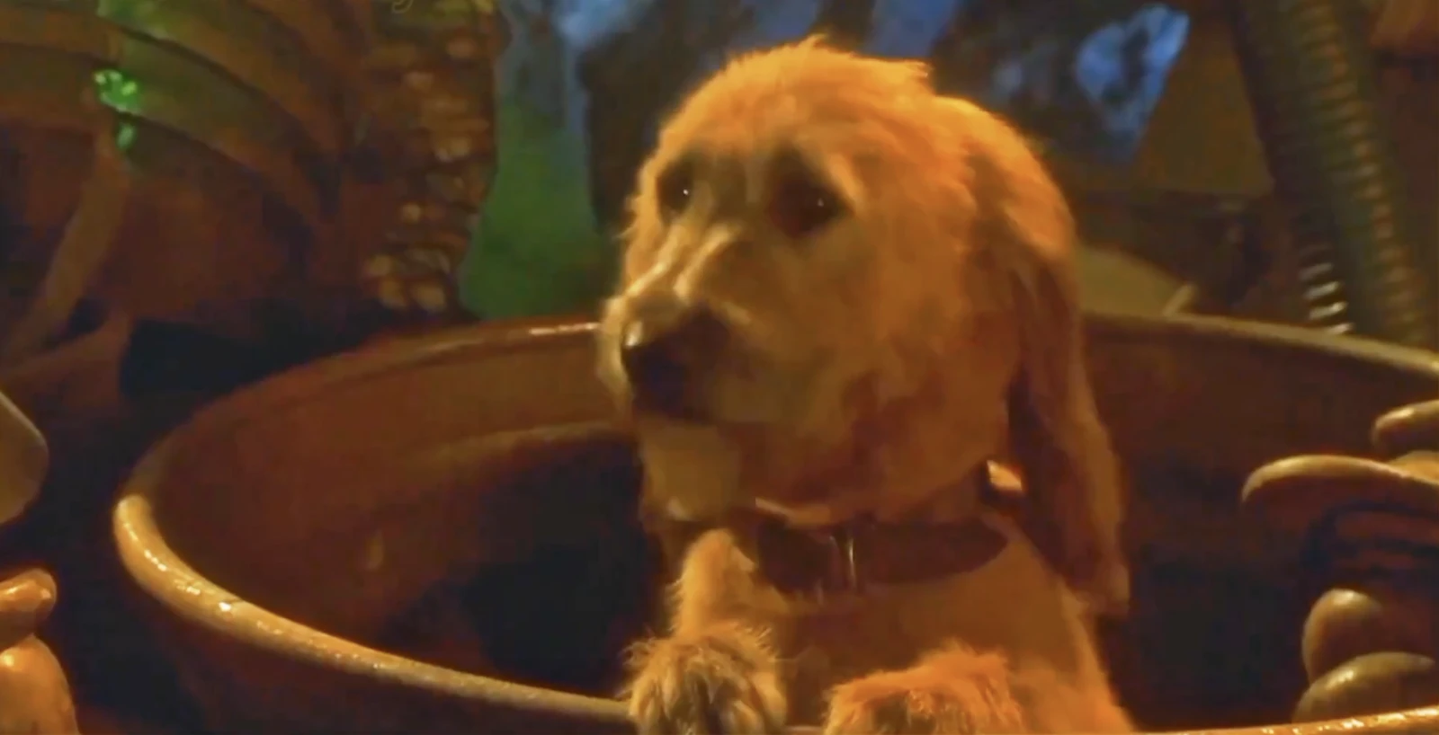 El perro Max preocupado