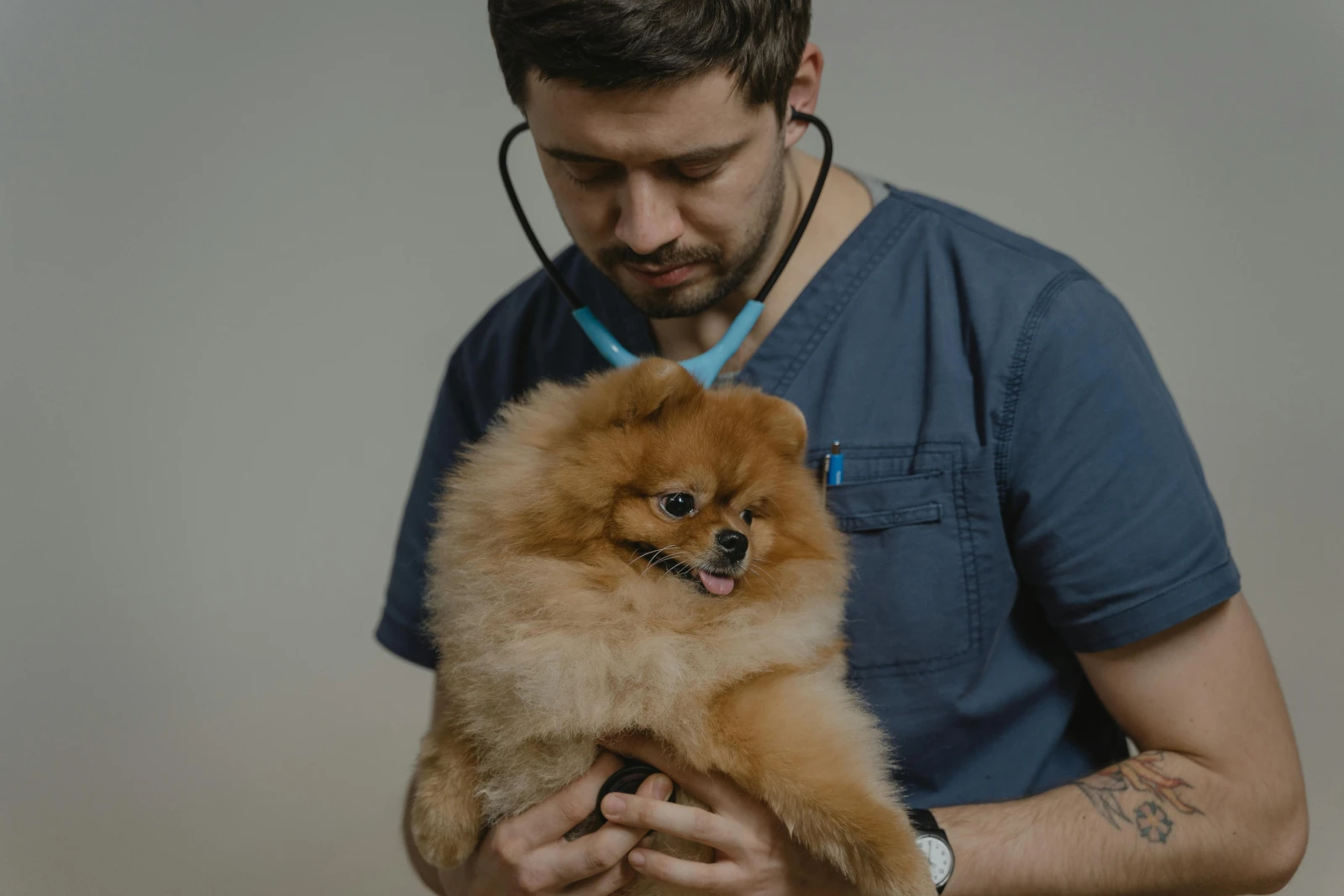 cuidados perros Pomerania