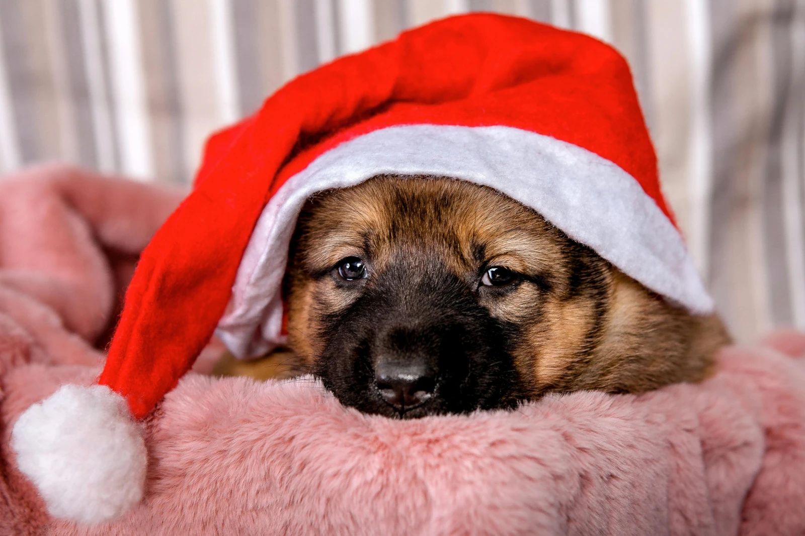 Festejos navidad para perros