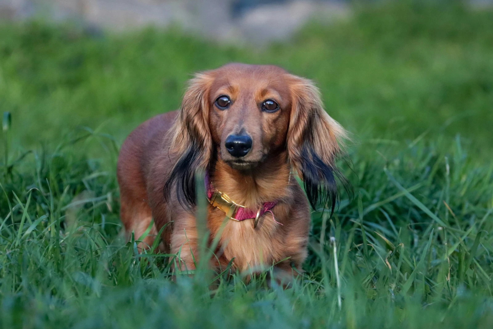 perro Dachshund con pelo