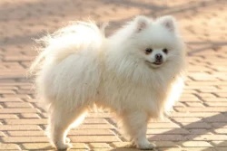 Perro Pomerania
