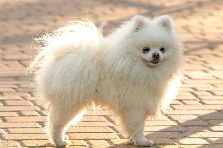 Perro Pomerania