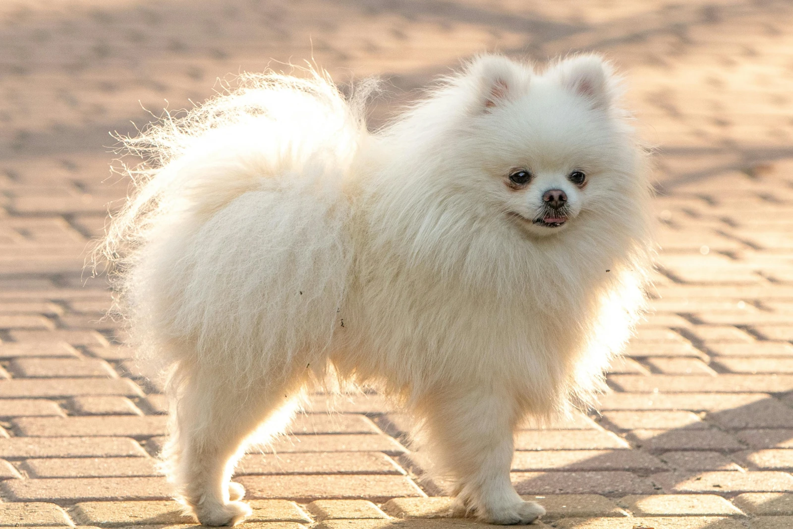 Perro Pomerania