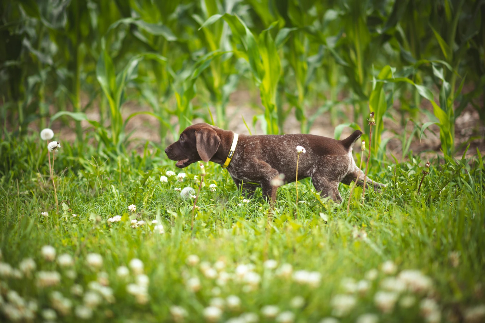 Perro explorando en jardín