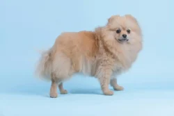 Alimentacion perro pomerania