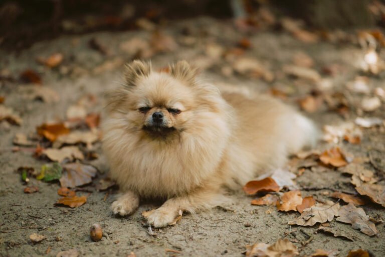Perro Pomerania Senior