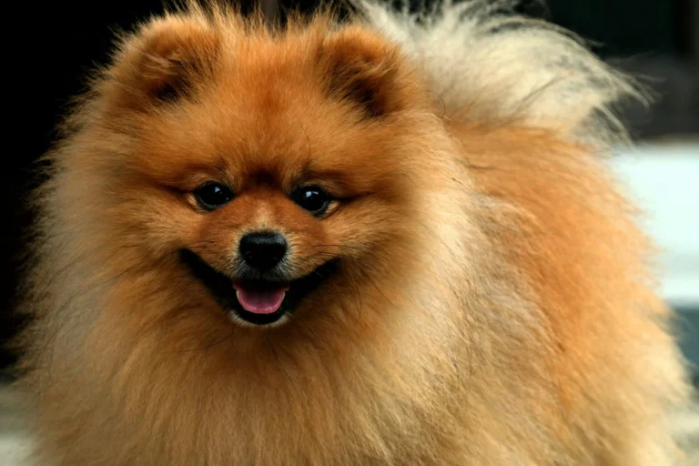 Perro pomerania