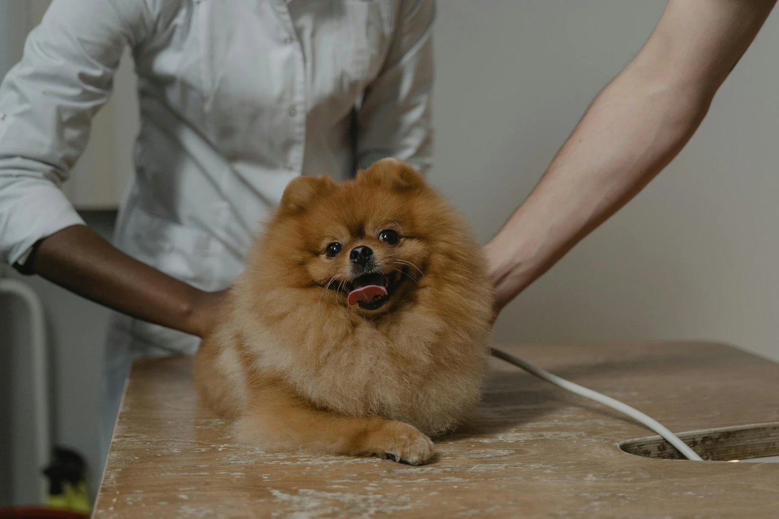 Perro Senior cuidados