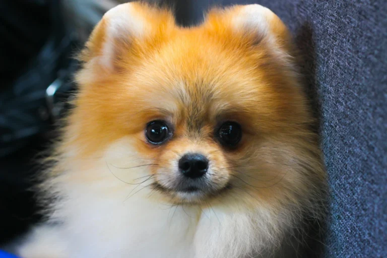 Pomerania cara de oso
