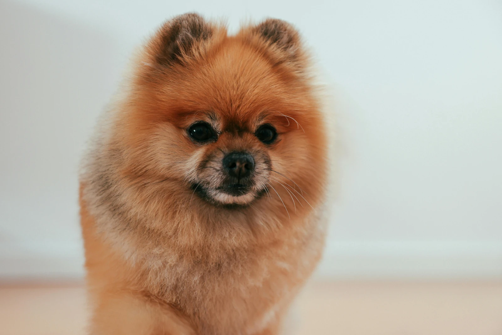 Pomerania cara de oso