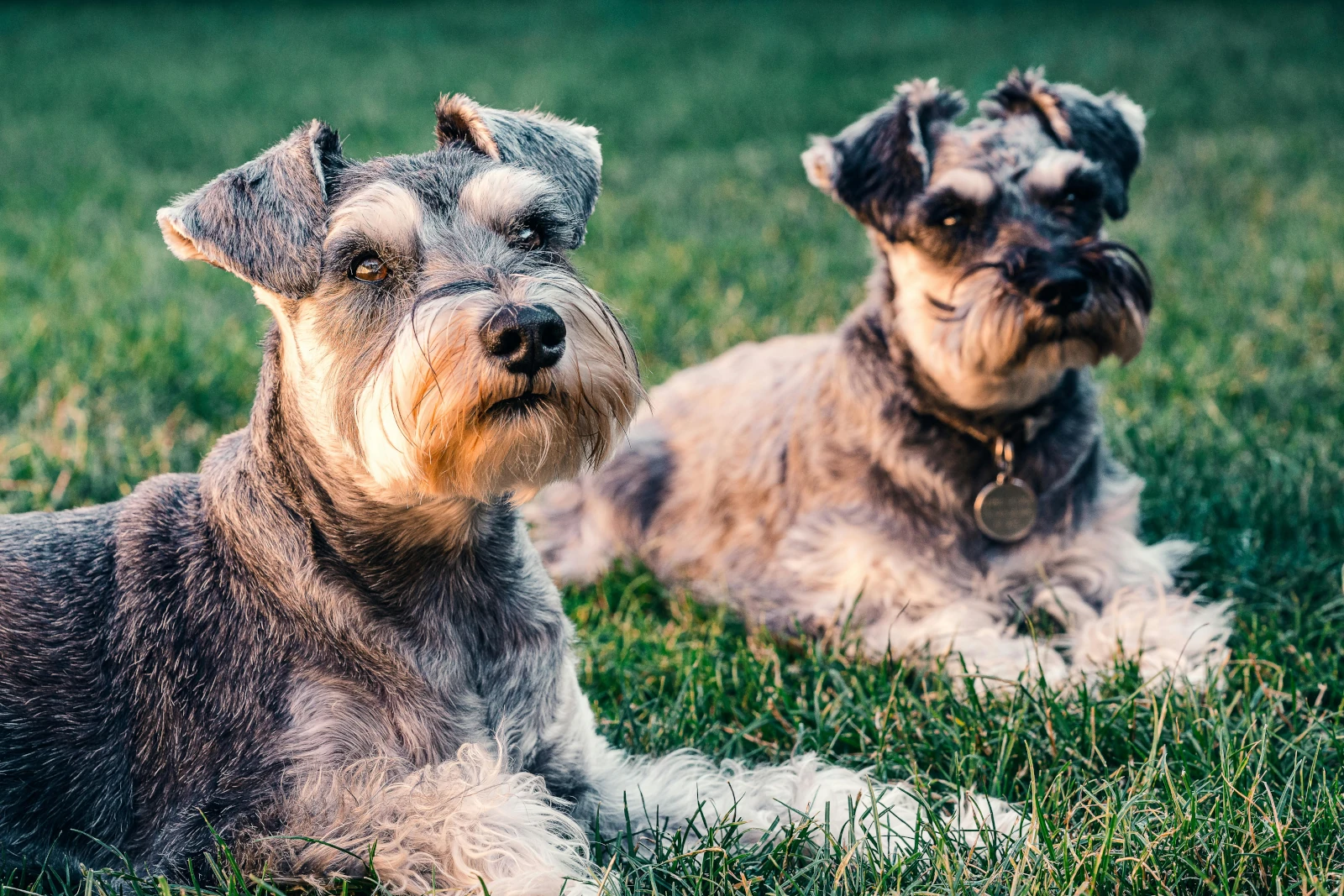 Raza Schnauzer