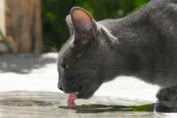 Gato bebiendo