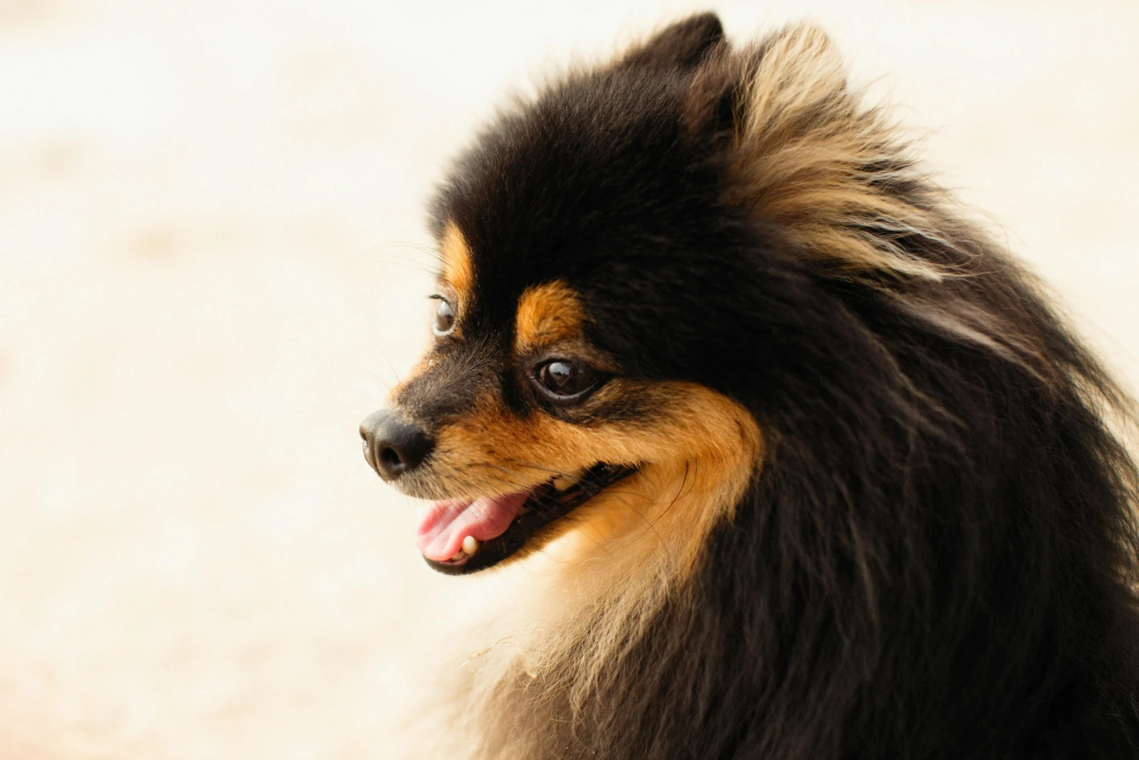 Pomerania cara de zorro