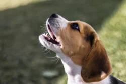 raza perro beagle